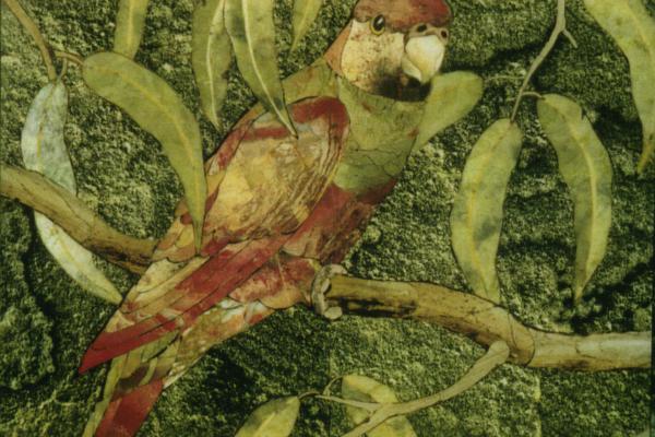 Parrot on a branch